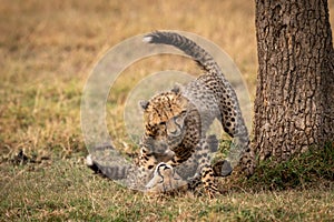 Cheetah cubs wrestle on ground beside tree photo