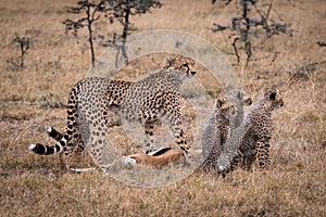 Cheetah with dead Thomson gazelle and cubs
