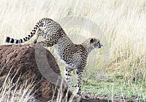 Cheetah Descending