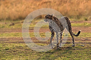 Cheetah drenched in water moving in the Mara grassland