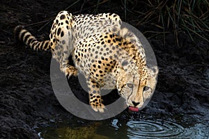 Cheetah drinking