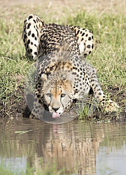 Cheetah drinking