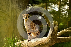 Cheetah in dry sunny savannah