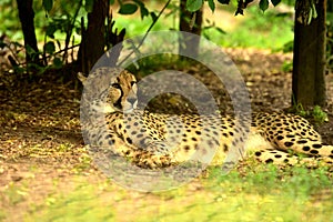 Cheetah in dry sunny savannah