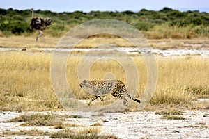 Cheetah in dry sunny savannah