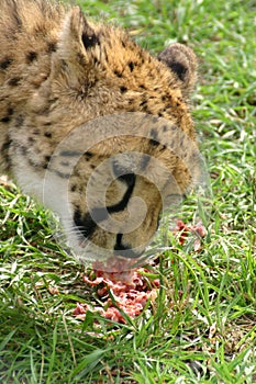 Cheetah Eating