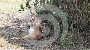 Cheetah eating a dead gazelle
