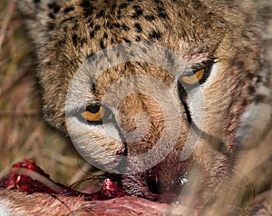 Cheetah eating prey. Close-up. Kenya. Tanzania. Africa. National Park. Serengeti. Maasai Mara.