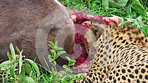 Cheetah eating wildebeests