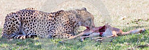 Cheetah Eating Young Impala, Masai Mara, Kenya