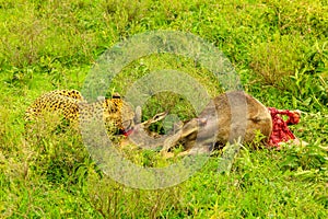 Cheetah eats Gnu