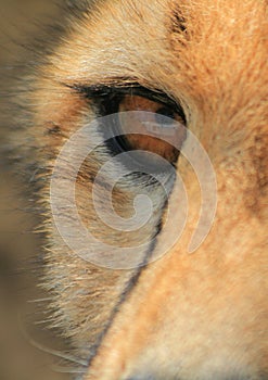 Cheetah eye close-up with tear mark
