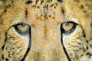 Cheetah eyes