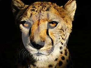 Cheetah Face photo