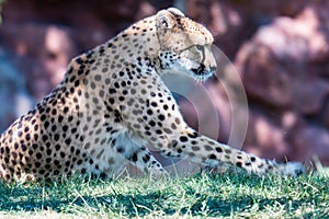 Cheetah face, Acinonyx jubatus, detail close-up portrait of wild cat. Fastest mammal on the land, Etosha NP, Namibia