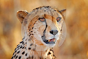 Cheetah face, Acinonyx jubatus, detail close-up portrait of wild cat. Fastest mammal on the land, Etosha NP, Namibia. Wildlife