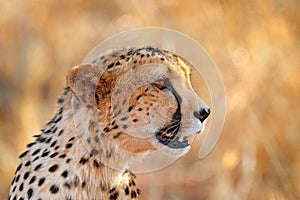 Cheetah face, Acinonyx jubatus, detail close-up portrait of wild cat. Fastest mammal on the land, Etosha NP, Namibia. Wildlife