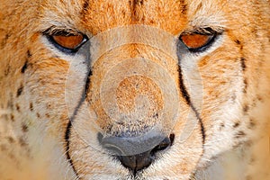 Cheetah face, Acinonyx jubatus, detail close-up portrait of wild cat. Fastest mammal on the land, Nxai Pan National Park, Botswana