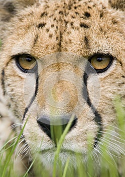 Cheetah face in the grass