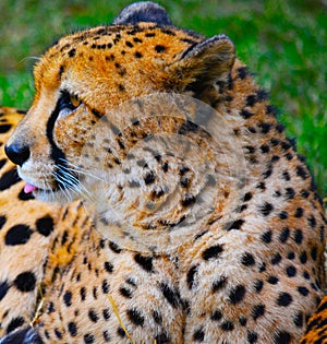Cheetah face sitting in the wild