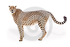 Cheetah Facing Side Extracted photo