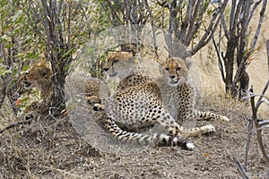 Cheetah family.