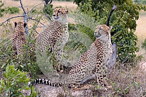 Cheetah family, Acinonyx jubatus, beautiful cheetahs sitting on hill between small trees in Kruger National Park, South Africa