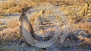 Cheetah family ( Acinonyx Jubatus) in the golden light of dusk, Onguma Game Reserve, Namibia.