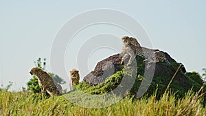 Cheetah Family in Africa, African Wildlife Animals in Masai Mara, Kenya, Mother and Young Baby Cheet