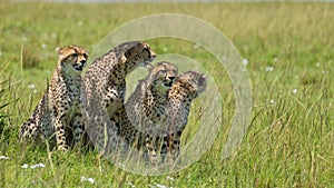 Cheetah Family in Africa, Mother and Cute Young Baby Cubs in Maasai Mara, Kenya, Sitting Resting in