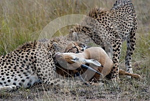 Cheetah family, catching and devouring a gazelle on the African savannah