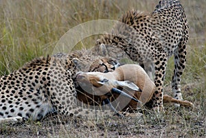 Cheetah family, catching and devouring a gazelle on the African savannah photo