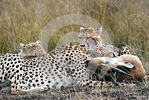 Cheetah family caught and eating Impala in the African savannah