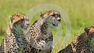 Cheetah Family Close Up Portrait in Africa, Mother and Cute Young Baby Cubs with Mum in Masai Mara,
