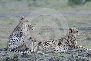 Cheetah family in the Masai Mara reserve