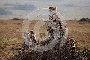 Cheetah Family on mound in the safari