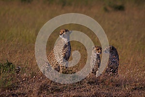 Cheetah family at sunrise