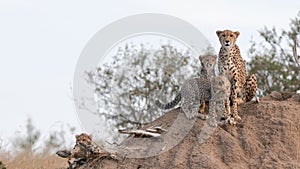 A cheetah family use a termite mound as a lookout to spot prey in masai mara national reserve in kenya