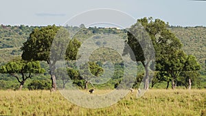 Cheetah Family Walking in Long Savanna Grass in Masai Mara, Kenya, Africa, African Wildlife Safari A