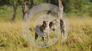 Cheetah Family Walking in Long Savanna Grass in Masai Mara, Kenya, Africa, African Wildlife Safari A