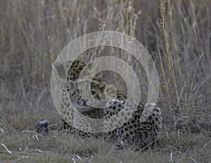 Cheetah family in wild at sunset in South Africa