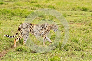 Cheetah, fastest land animal with spotty markings walking in open grassland at Serengeti National Park in Tanzania, East Africa