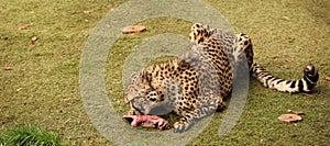 Cheetah feasting