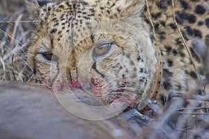 Cheetah feasting on its prey