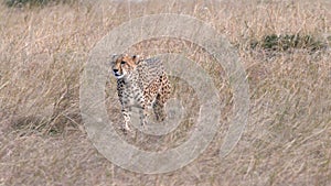 A cheetah female approaching at masai mara