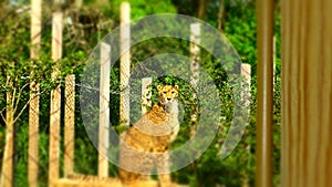 Cheetah with focus on the face.