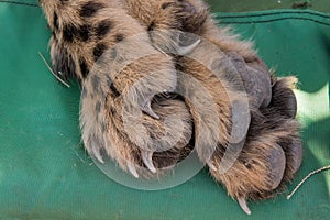 Cheetah foot closeup