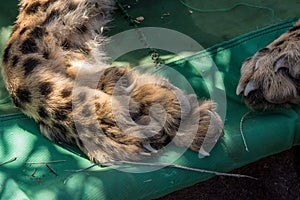 Cheetah foot closeup