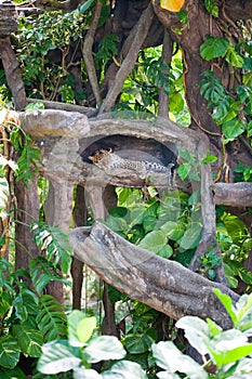 Cheetah in the forest