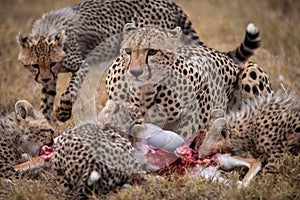 Cheetah and four cubs eat gazelle carcase